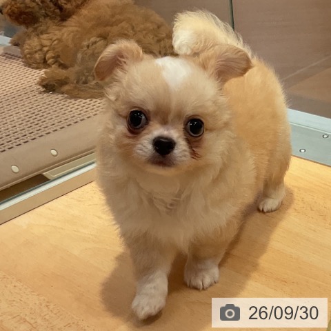 愛知県のチワワ(ロング) (ペットプラス 名古屋茶屋店/2026年7月24日生まれ/男の子/クリームホワイト)の子犬の4枚目の画像