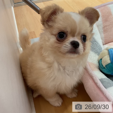 愛知県のチワワ(ロング) (ペットプラス 名古屋茶屋店/2026年7月24日生まれ/男の子/クリームホワイト)の子犬の3枚目の画像