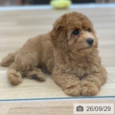 岐阜県のトイプードル(トイ) (ペットプラス 光ケ丘店/2026年7月27日生まれ/女の子/レッド)の子犬の4枚目の画像