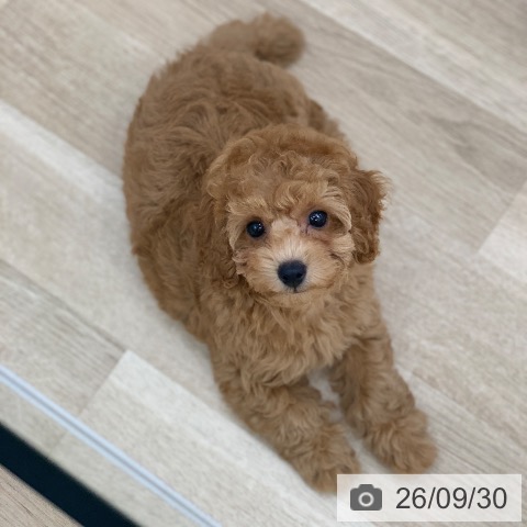 岐阜県のトイプードル(トイ) (ペットプラス 光ケ丘店/2026年7月27日生まれ/女の子/レッド)の子犬の4枚目の画像