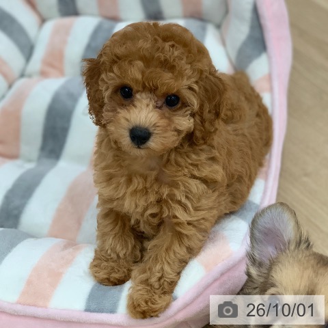 岐阜県のトイプードル(トイ) (ペットプラス 光ケ丘店/2026年7月27日生まれ/女の子/レッド)の子犬の4枚目の画像