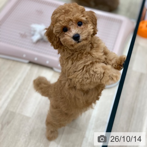 岐阜県のトイプードル(トイ) (ペットプラス 光ケ丘店/2026年7月27日生まれ/女の子/レッド)の子犬の4枚目の画像