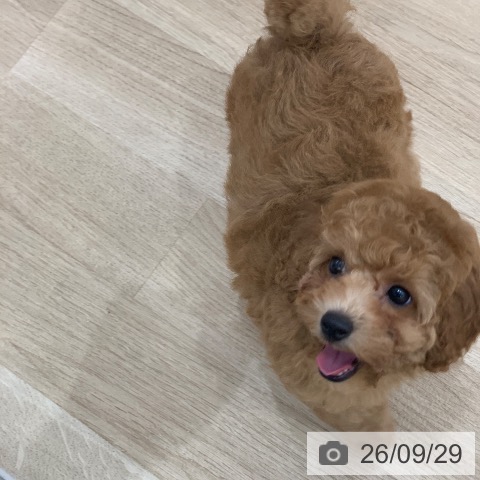 岐阜県のトイプードル(トイ) (ペットプラス 光ケ丘店/2026年7月27日生まれ/女の子/レッド)の子犬の3枚目の画像