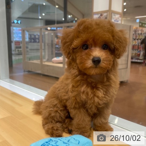 愛知県のトイプードル(トイ) (ペットプラス イオンモール長久手店/2026年7月27日生まれ/女の子/レッド)の子犬の3枚目の画像
