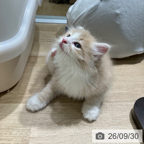 愛知県のノルウェージャンフォレストキャット (ペットプラス ナゴヤドーム前店/2026年7月29日生まれ/男の子/クリームタビーホワイト)の子猫の4枚目の画像