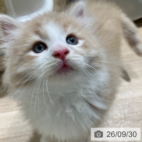 愛知県のノルウェージャンフォレストキャット (ペットプラス ナゴヤドーム前店/2026年7月29日生まれ/男の子/クリームタビーホワイト)の子猫の3枚目の画像