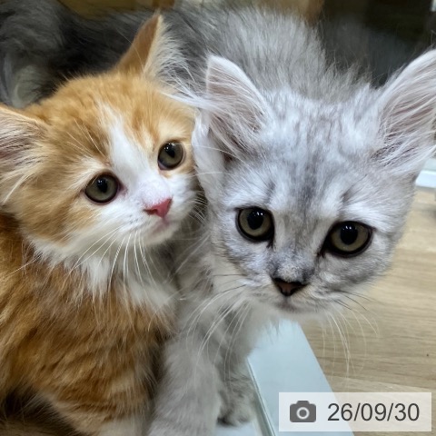 サイベリアンの写真