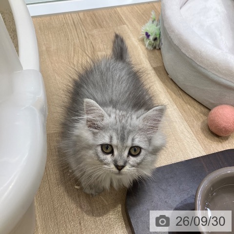 サイベリアンの写真