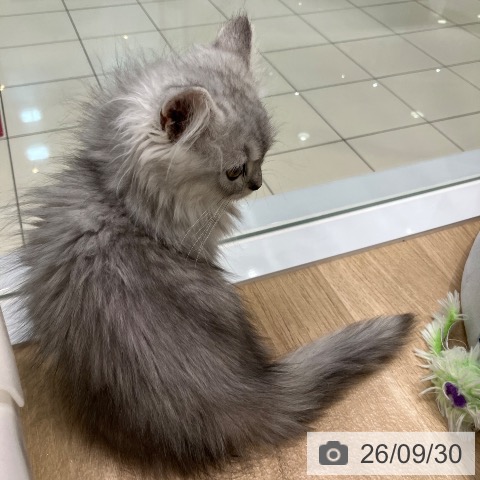 サイベリアンの写真