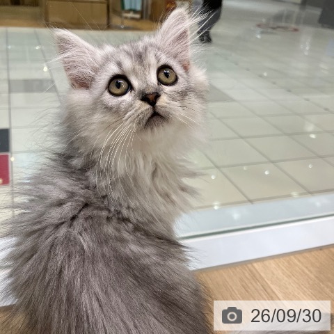 サイベリアンの写真