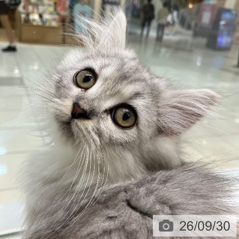 サイベリアンの写真