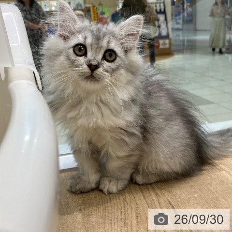 サイベリアンの写真