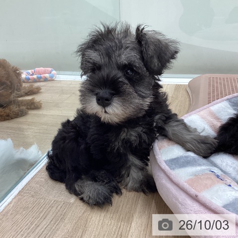 神奈川県のミニチュアシュナウザー (ペットプラス 座間店/2026年7月30日生まれ/男の子/ソルトペッパー)の子犬の3枚目の画像