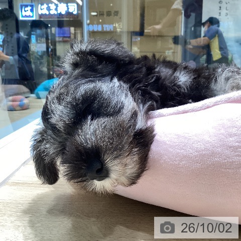 東京都のミニチュアシュナウザー (ペットプラス 立川高島屋S.C.店/2026年7月30日生まれ/女の子/ソルトペッパー)の子犬の3枚目の画像