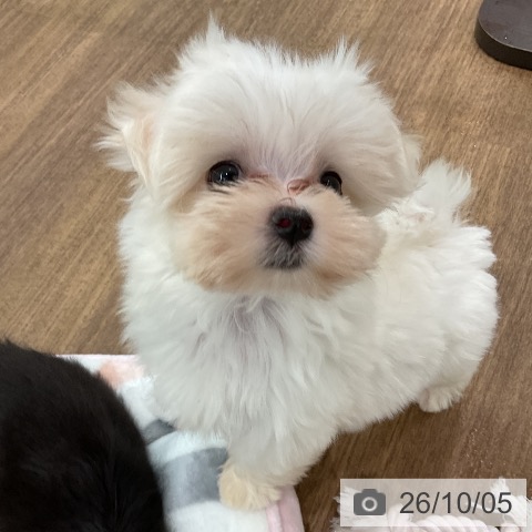 埼玉県のマルチーズ (ペッツワン 吉川美南店/2026年7月30日生まれ/女の子/ホワイト)の子犬の4枚目の画像