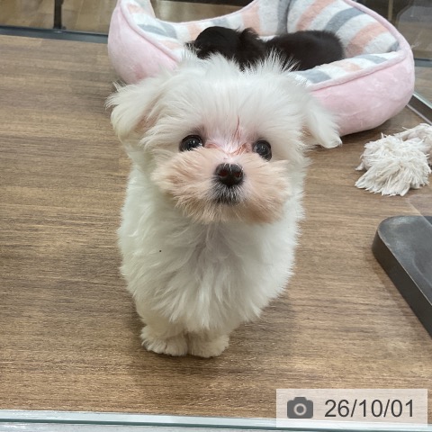 マルチーズの写真