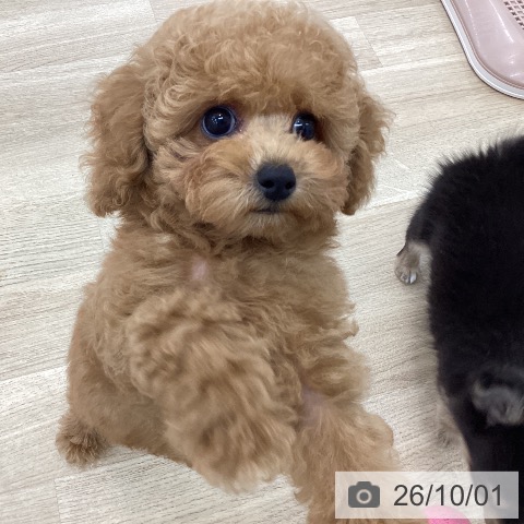 愛知県のトイプードル(トイ) (ペットプラス みなと店/2026年7月26日生まれ/男の子/レッド)の子犬の4枚目の画像