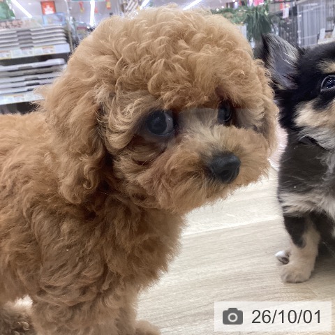 愛知県のトイプードル(トイ) (ペットプラス みなと店/2026年7月26日生まれ/男の子/レッド)の子犬の3枚目の画像