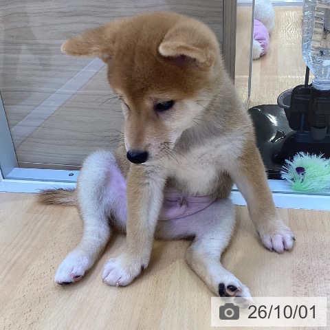 柴の写真