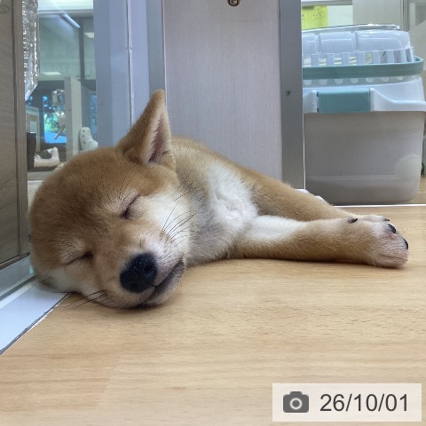 柴の写真