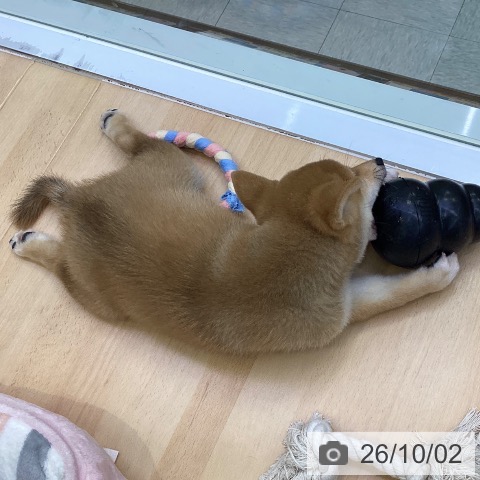 柴の写真