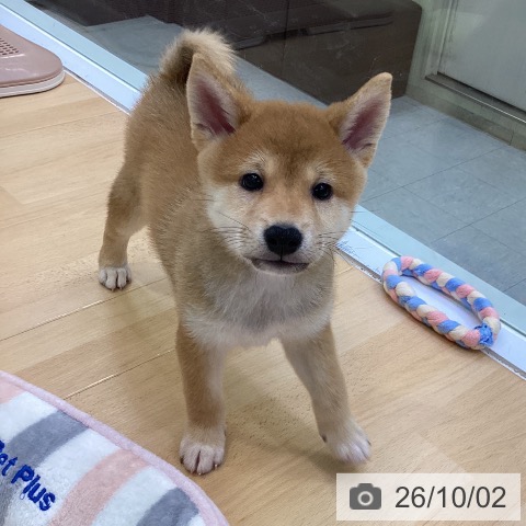 柴の写真