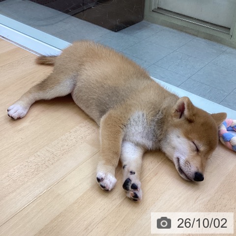 柴の写真