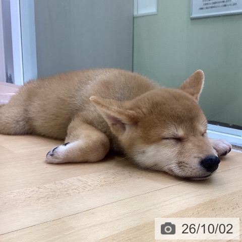 柴の写真