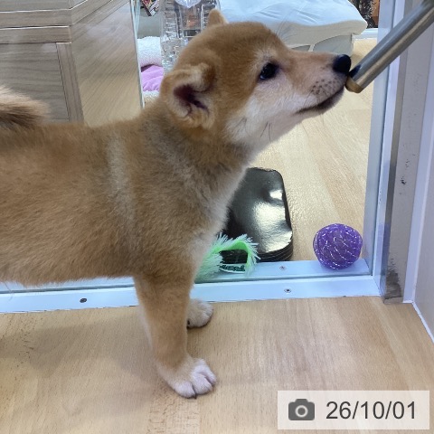 柴の写真