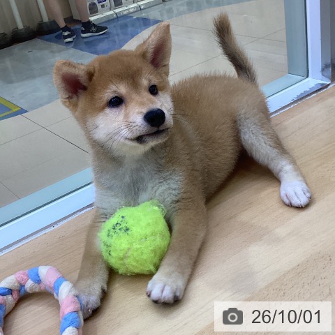 愛知県の柴犬(標準サイズ) (ペットプラス 三好店/2026年7月30日生まれ/男の子/赤)の子犬の4枚目の画像