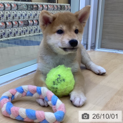 愛知県の柴犬(標準サイズ) (ペットプラス 三好店/2026年7月30日生まれ/男の子/赤)の子犬の3枚目の画像