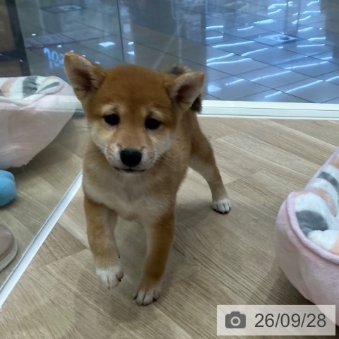 岐阜県の柴犬(標準サイズ) (ペットプラス 各務原店/2026年7月30日生まれ/女の子/赤)の子犬の4枚目の画像