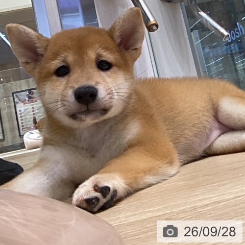 岐阜県の柴犬(標準サイズ) (ペットプラス 各務原店/2026年7月30日生まれ/女の子/赤)の子犬の3枚目の画像