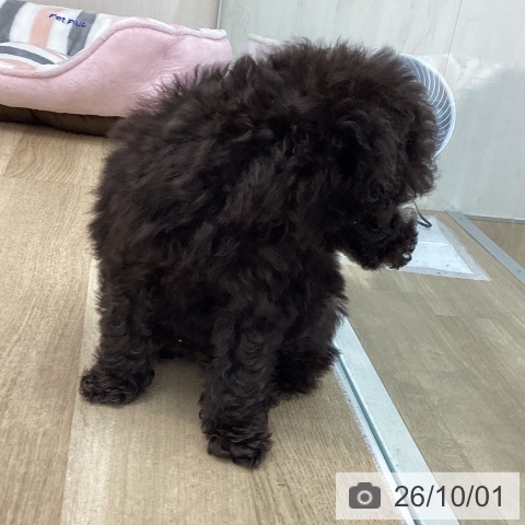 愛知県のトイプードル(トイ) (ペットプラス みなと店/2026年7月25日生まれ/男の子/シルバー)の子犬の4枚目の画像
