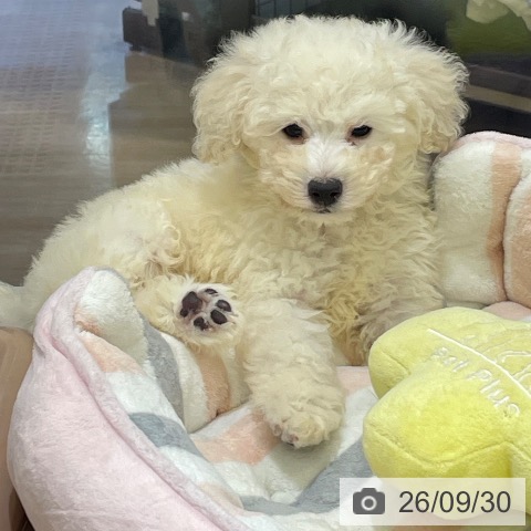 富山県のトイプードル(トイ) (ペットプラス 高岡店/2026年7月25日生まれ/男の子/ホワイト)の子犬の3枚目の画像