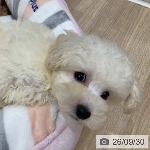 岐阜県のトイプードル(トイ) (ペットプラス 各務原店/2026年7月25日生まれ/男の子/ホワイト)の子犬の3枚目の画像