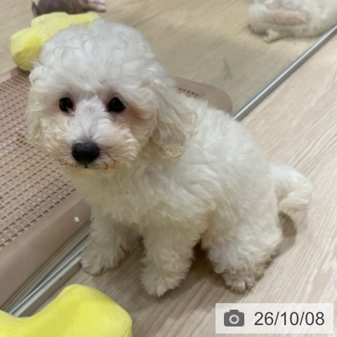 愛知県のトイプードル(トイ) (ペットプラス イオンモール長久手店/2026年7月25日生まれ/女の子/ホワイト)の子犬の3枚目の画像