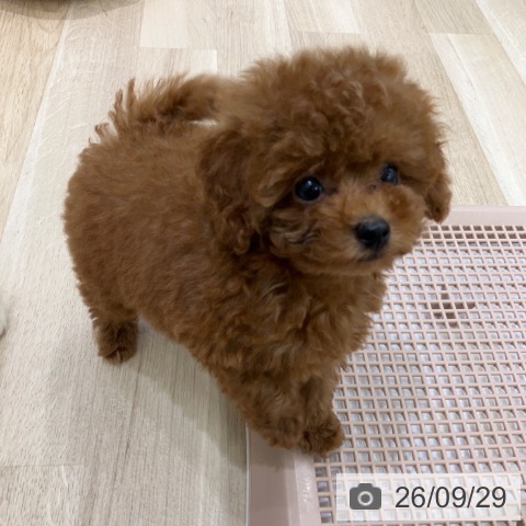 岐阜県のトイプードル(トイ) (ペットプラス 各務原店/2026年7月28日生まれ/男の子/レッド)の子犬の4枚目の画像