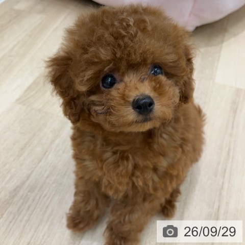 岐阜県のトイプードル(トイ) (ペットプラス 各務原店/2026年7月28日生まれ/男の子/レッド)の子犬の3枚目の画像