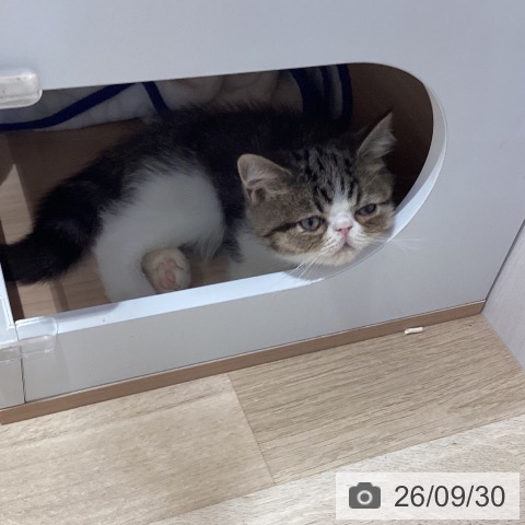エキゾチックの写真