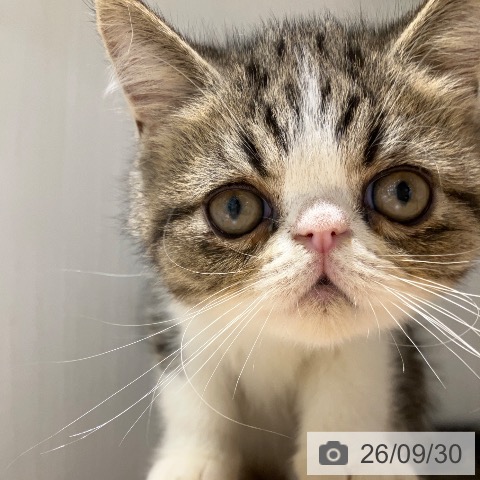 エキゾチックの写真