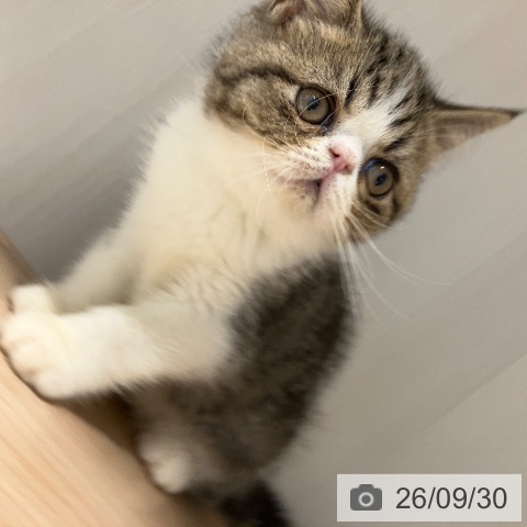 岐阜県のエキゾチック (ペットプラス 各務原店/2026年7月22日生まれ/男の子/ブラウンタビーホワイト)の子猫の4枚目の画像