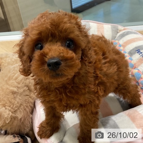 三重県のトイプードル(トイ) (ペットプラス 鈴鹿店/2026年7月30日生まれ/男の子/レッド)の子犬の4枚目の画像