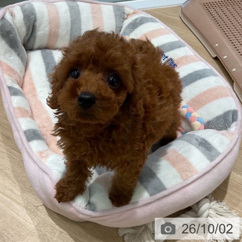 三重県のトイプードル(トイ) (ペットプラス 鈴鹿店/2026年7月30日生まれ/男の子/レッド)の子犬の3枚目の画像