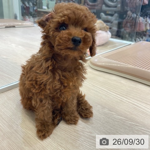 富山県のトイプードル(トイ) (ペットプラス 高岡店/2026年7月30日生まれ/女の子/レッド)の子犬の4枚目の画像