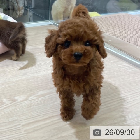 富山県のトイプードル(トイ) (ペットプラス 高岡店/2026年7月30日生まれ/女の子/レッド)の子犬の3枚目の画像