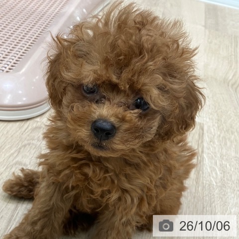 岐阜県のトイプードル(トイ) (ペットプラス 各務原店/2026年7月30日生まれ/女の子/レッド)の子犬の3枚目の画像