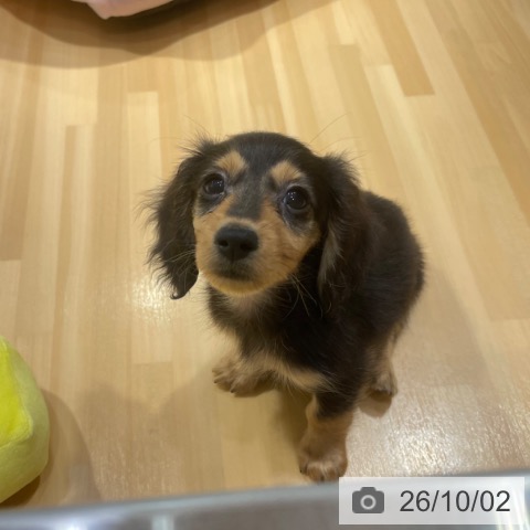 愛知県のカニンヘンダックスフンド(ロング) (ペットプラス イオンモール長久手店/2026年7月28日生まれ/男の子/ブラックタン)の子犬の3枚目の画像