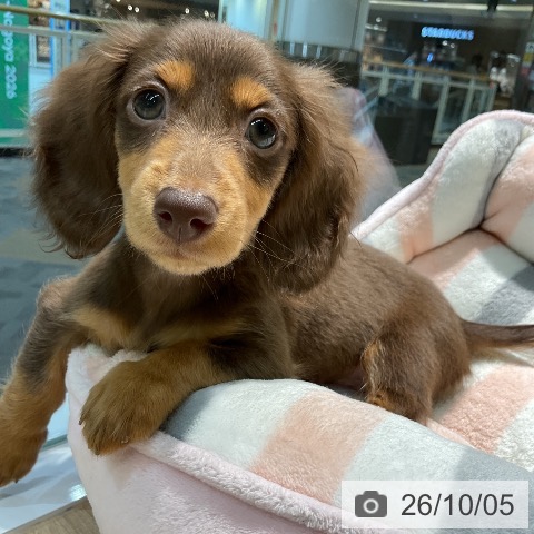 愛知県のミニチュアダックスフンド(ロング) (ペットプラス 豊田店/2026年7月29日生まれ/男の子/チョコレートタン)の子犬の4枚目の画像