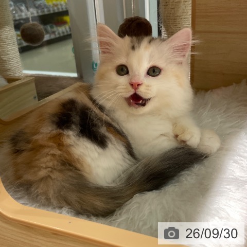 愛知県のミヌエット (ペットプラス 則武新町店/2026年7月27日生まれ/女の子/シルバーパッチドタビーホワイト)の子猫の4枚目の画像